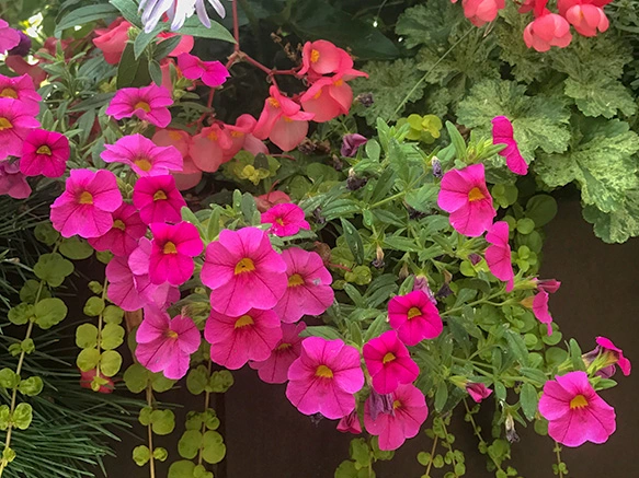 Beautiful pink petunia container garden